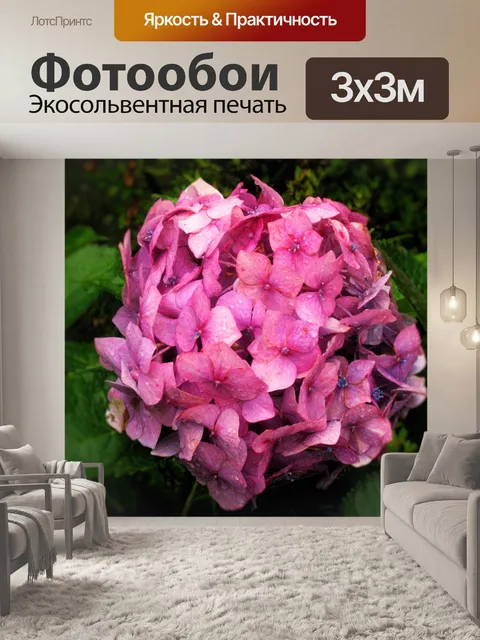 Фотообои Гортензия