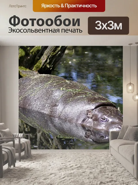 Фотообои Бегемот