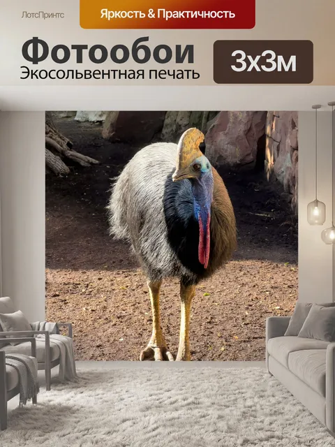 Фотообои Южный казуар