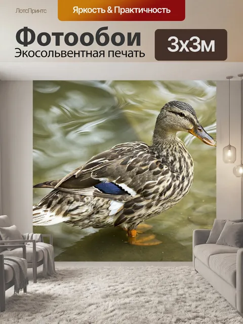 Фотообои Утка