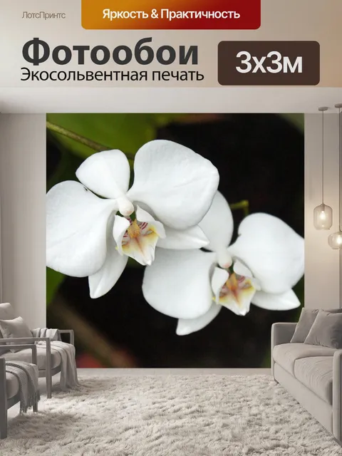 Фотообои Белая орхидея
