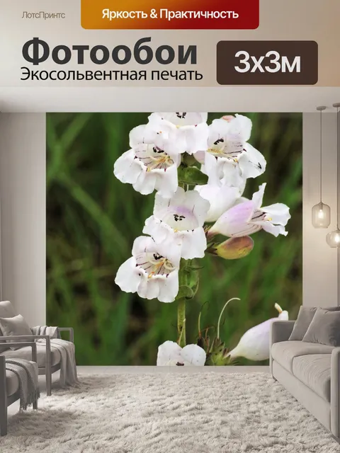 Фотообои Полевые цветы Фоксглав