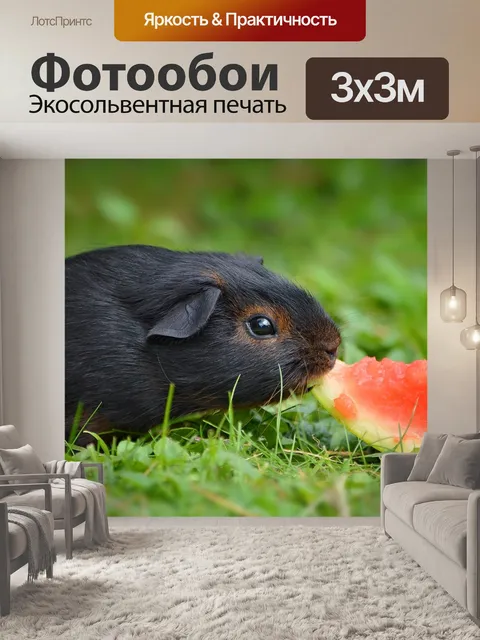 Фотообои Морская свинка