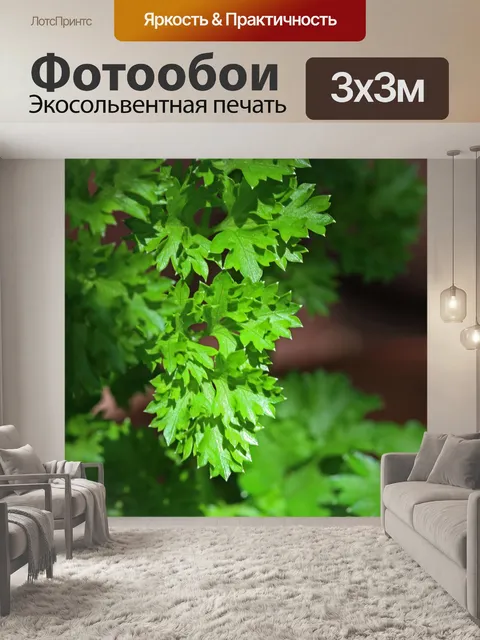 Фотообои крупным планом листья петрушки