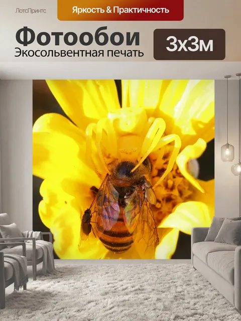 Фотообои медоносная пчела в хватке крабового паук