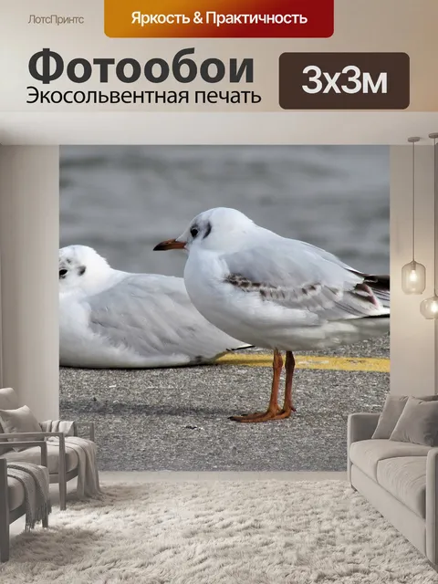Фотообои Птицы