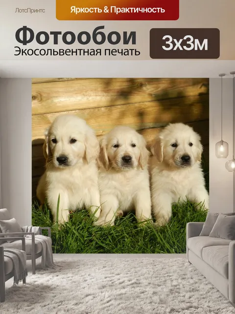 Фотообои Собака золотистого ретривера