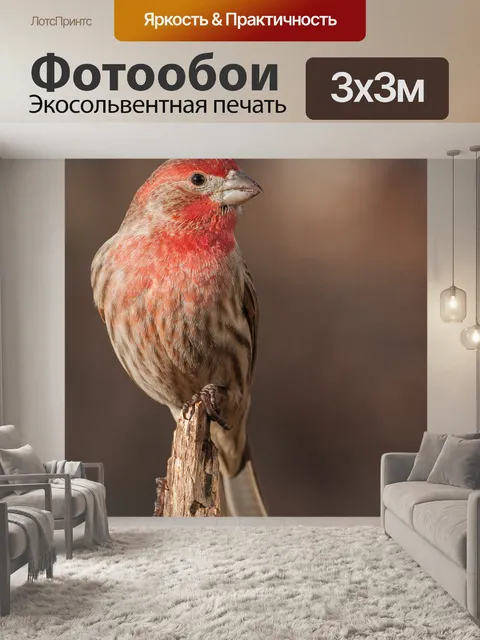Фотообои Птица с красной головой