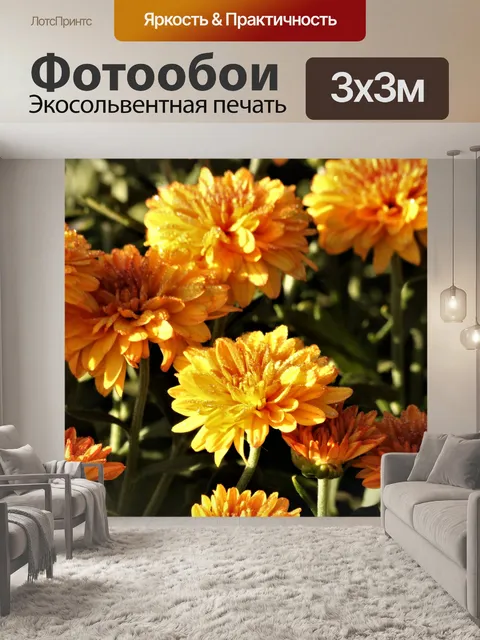 Фотообои Оранжевые хризантемы и роса 2