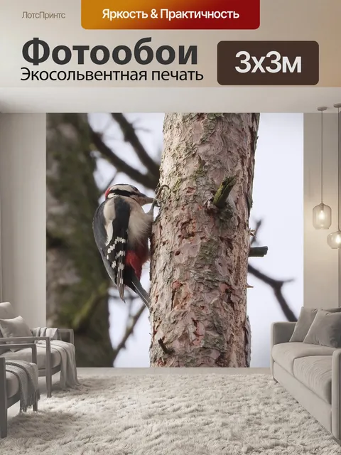 Фотообои Пятнистый дятел