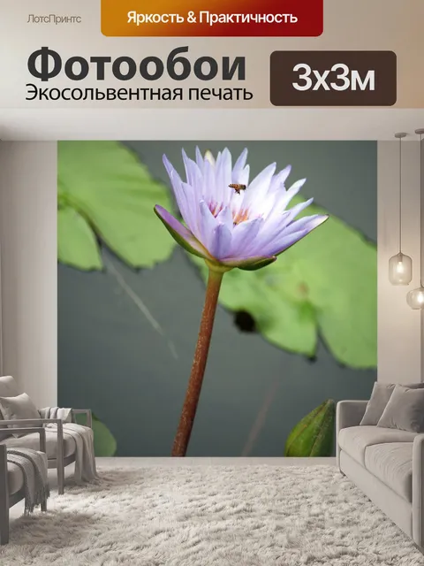Фотообои Синий цветок лотоса в цвету