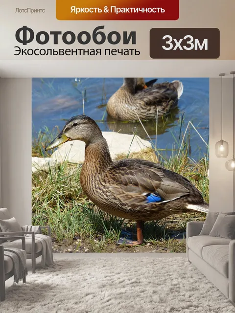 Фотообои Утка