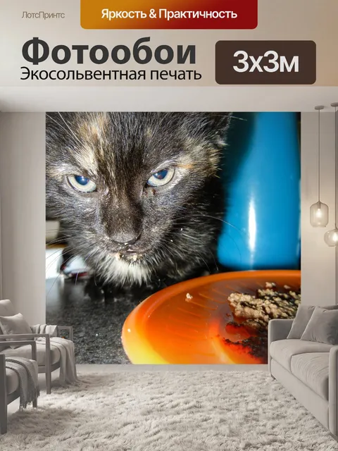 Фотообои Панцирь черепахи Котенок