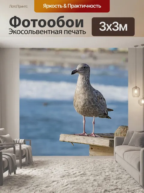 Фотообои Молодая чайка на пирсе