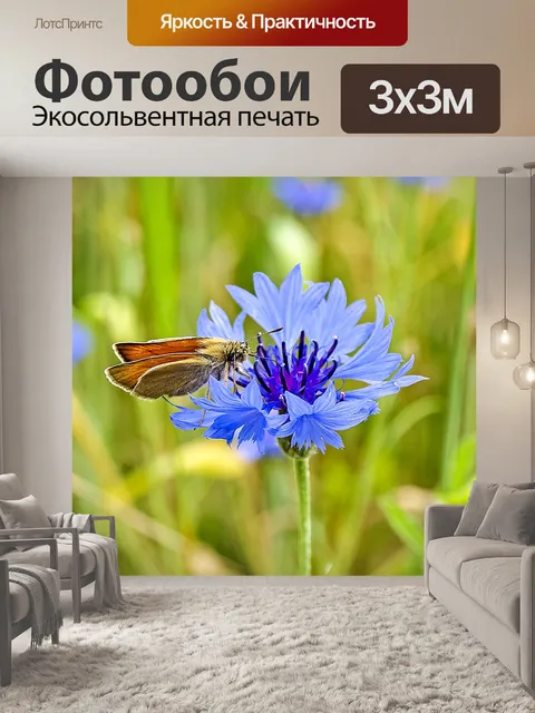 Фотообои Шкипер