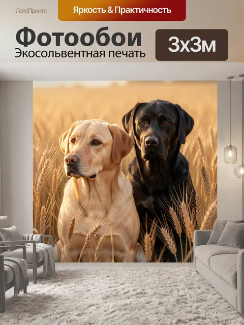 Фотообои Два лабрадора в пшеничном поле