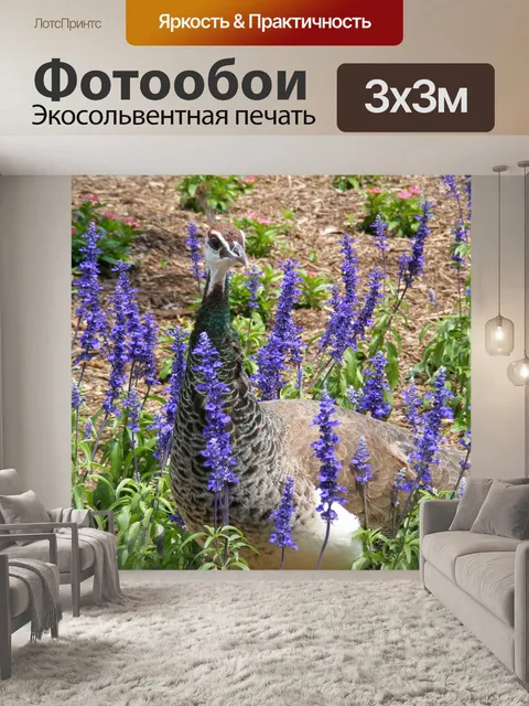 Фотообои Пава