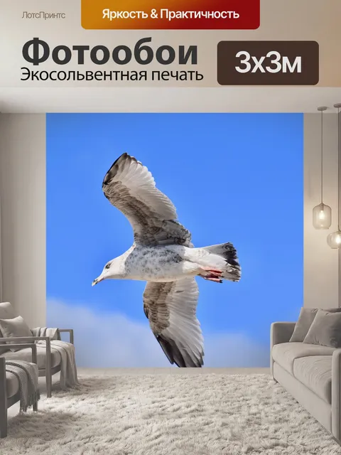 Фотообои Чайка