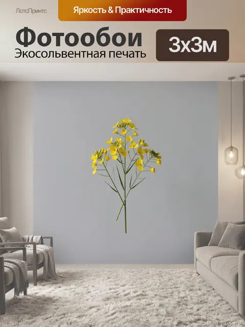Фотообои Желтые полевые цветы на белом фоне