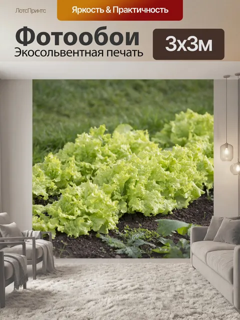 Фотообои Посадка Салат Сада