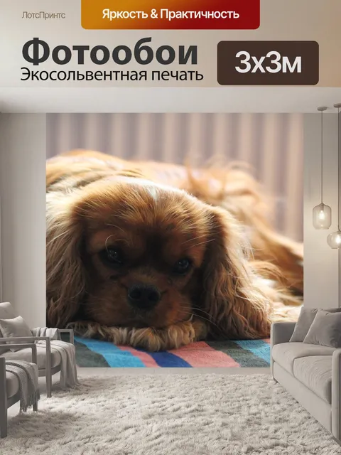 Фотообои Спаниель