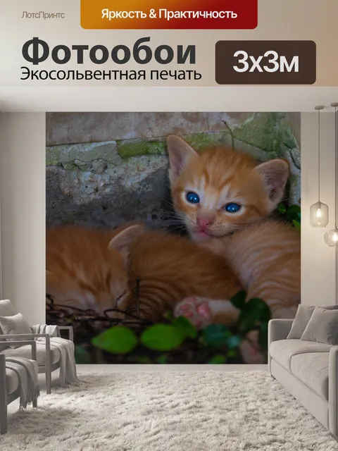 Фотообои Китти