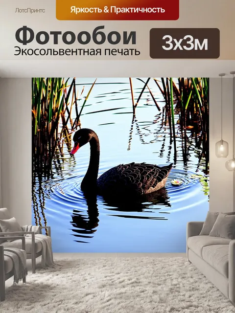 Фотообои Чёрный лебедь, плавающий в тихом озере, окружённый высокими таинственными камышами