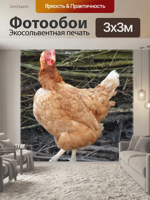 Фотообои Едином танце курица 2
