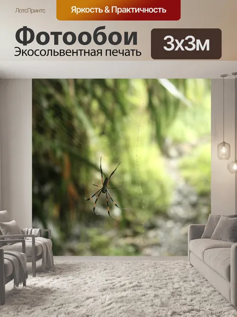 Фотообои Паук