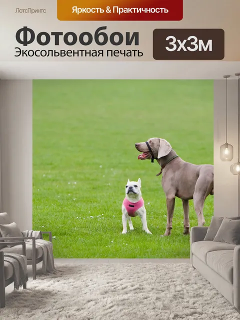 Фотообои Weimaraner и французским языками Bulldog