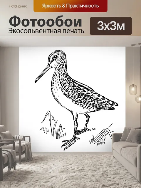 Фотообои Птица, бекас, иллюстрации Clipart