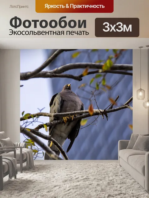 Фотообои Город Голубь