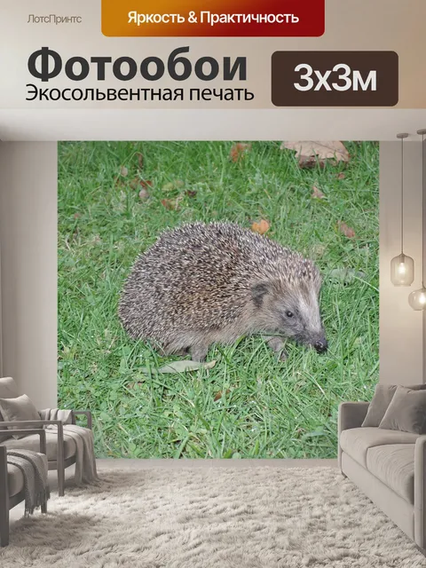 Фотообои Ежик