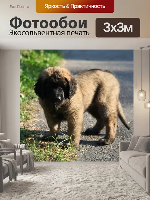 Фотообои Собака