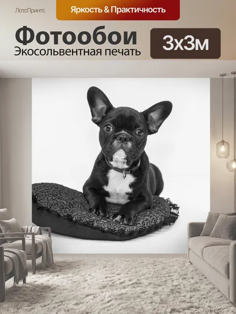 Фотообои Симпатичный французский бульдог