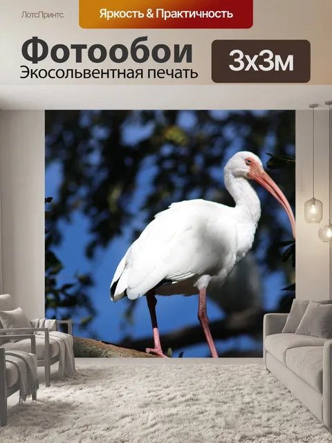 Фотообои Белая птица