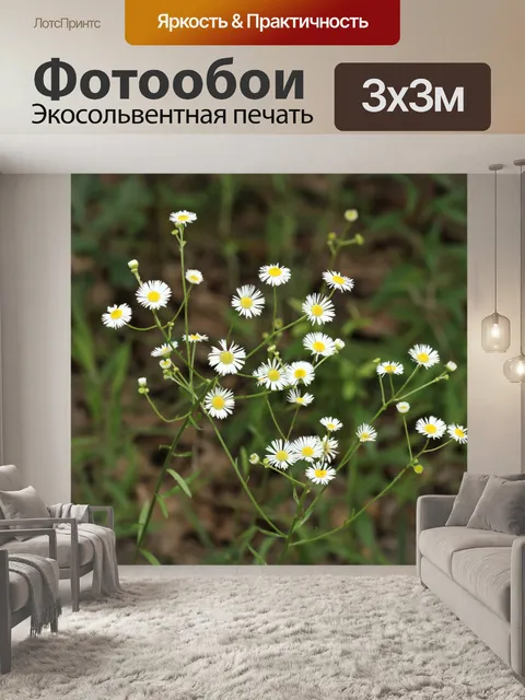 Фотообои Дейзи Флибен: полевые цветы в поле