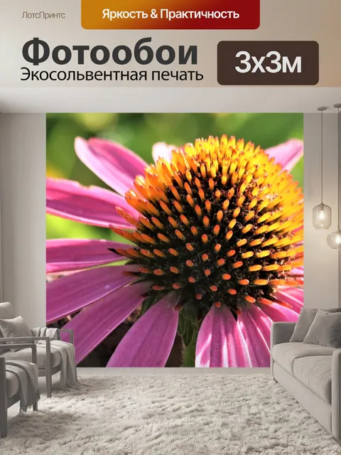 Фотообои Розовый Coneflower крупным планом