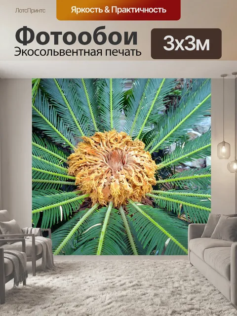 Фотообои Пальма