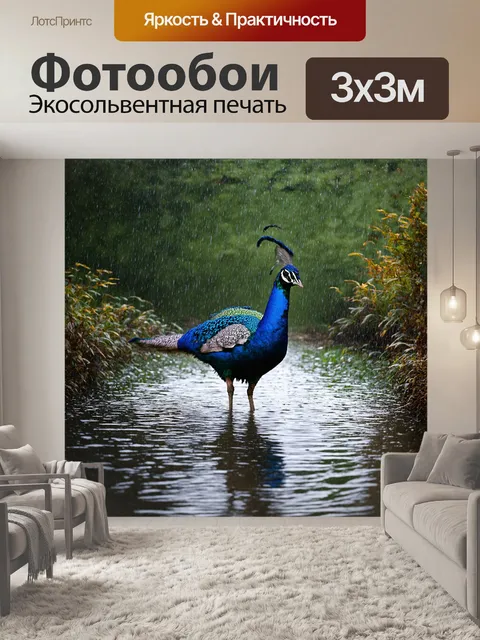 Фотообои павлин, играющий под мягким дождем, его перья отражают капли воды, словно мелодия в природе