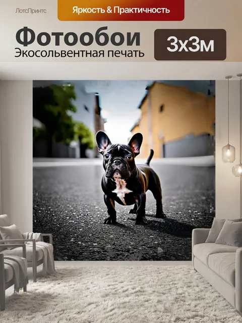 Фотообои французский бульдог, чёрный с белыми пятнами, стоит на городском асфальте в стиле урбанизма…