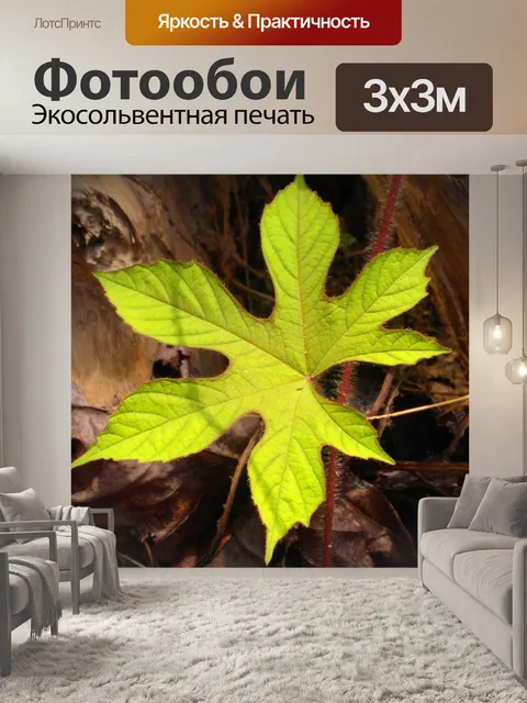 Фотообои Изолированные Зеленый лист в Солнечный с