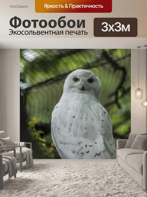 Фотообои Снежная сова