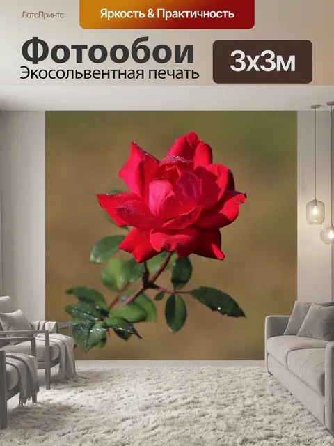 Фотообои Красная роза и роса