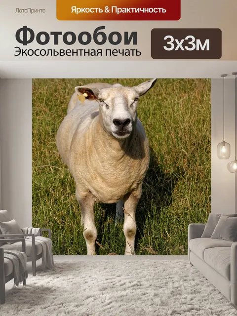 Фотообои Овец