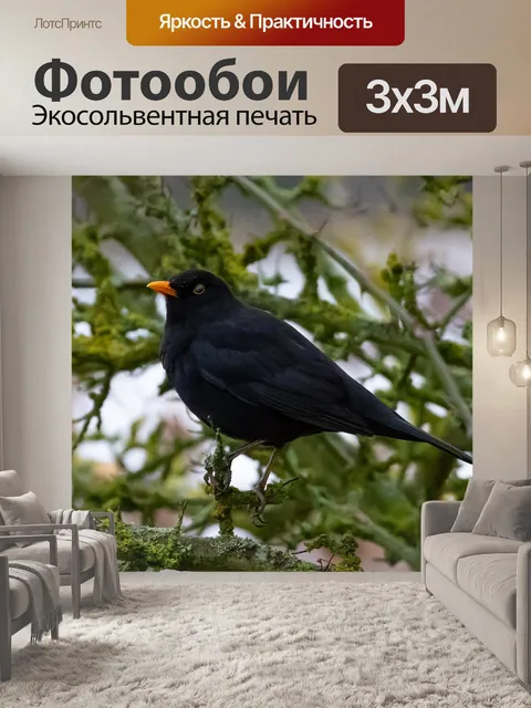 Фотообои Черный дрозд