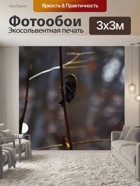 Фотообои Щегол Зимний Цвет