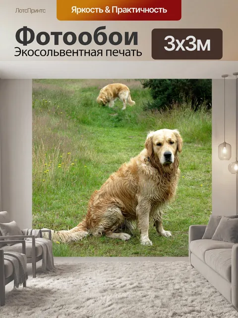 Фотообои Золотистый ретривер