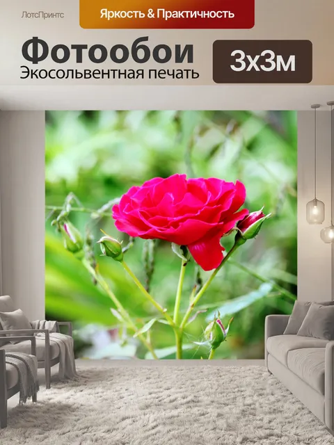 Фотообои красные одной розы
