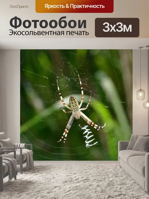 Фотообои Полосатый садовый паук